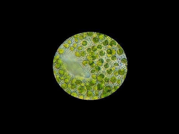 Les micro-algues sont capables de produire des hydrocarbures