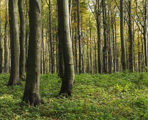 L'intersyndicale de l'Office national des forêts craint de nouvelles suppressions de postes