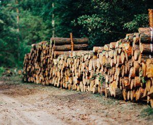 Lancement d'un fonds privé pour développer la filière bois dans la construction