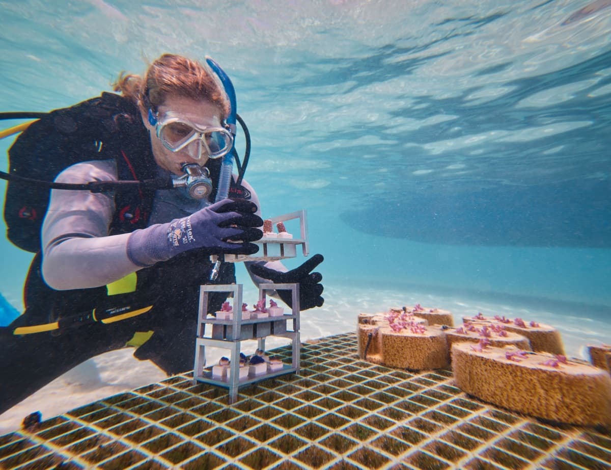 L’IA et la technologie de fabrication d'Autodesk au secours des récifs coralliens