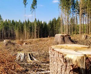 Le CESE demande à l'UE de nouvelles mesures pour lutter contre la déforestation