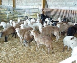 Des bergers amènent des brebis au pied des cités en Seine-Saint-Denis pour réhabiliter l'élevage urbain
