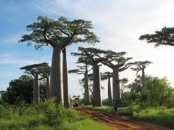 Madagascar:un consortium franco-africain construira une centrale hydroélectrique