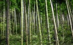 Le bambou, solution écologique pour la construction et l'aménagement