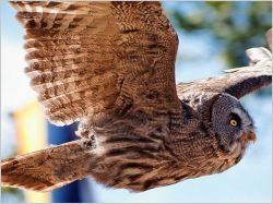 Quand les éoliennes s'inspirent des ailes de chouettes
