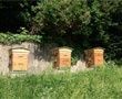 Programme Lugdunum : Après les moutons, les abeilles