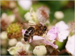 Deux cent mille abeilles au siège de Rabot Dutilleul