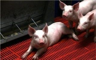 Bretagne : quand la chaleur des porcs permet d'économiser de l'énergie