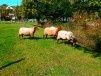 Les brebis appliquent le plan environnemental de Claye-Souilly