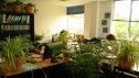 Qualité de l'air intérieur: des mesures en bureaux montrent l'inefficacité des plantes