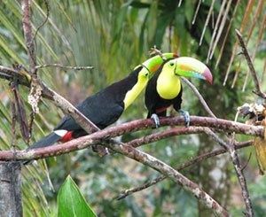 Les écologistes fustigent un projet écotouristique à Singapour