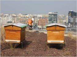 Près de 7.000 m² de toitures végétalisées prennent racine à Paris