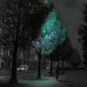 Place aux arbres bio-luminescents comme éclairage public