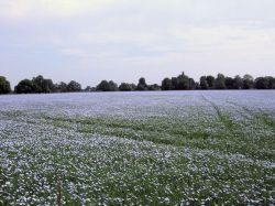 Les isolants biosourcés veulent se placer sur le marché de la rénovation