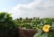 A Saint-Cyr-l'Ecole, des fraises sur une friche