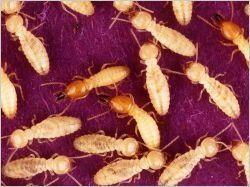 Modification de la méthode du diagnostic termites