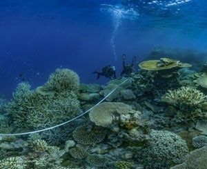 Des photos extraordinaires de récifs coralliens à l'Unesco jusqu'au 30 aout
