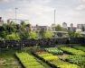 Potagers urbains : Peas&Love a envie de toits