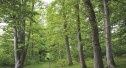 Programme National de la Forêt et du Bois 2016-2026 : Aux arbres citoyens !