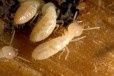 Un guide pour lutter contre l'intrusion des termites