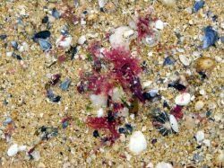 L'extraction des sables coquilliers suspendue en baie de Lannion