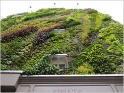 L'oasis d'Aboudakir, un mur végétal au coeur de Paris