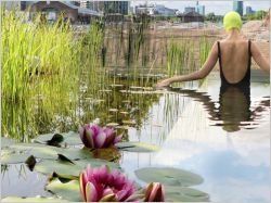 Un bassin naturel au coeur de Londres