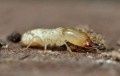 Immobilier : le diagnostic sur les termites évolue