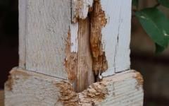 Retour sur la réglementation anti-termite en France