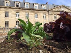 Paris expérimente le potager du toit