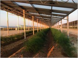 Quand agriculture et photovoltaïque se marient harmonieusement
