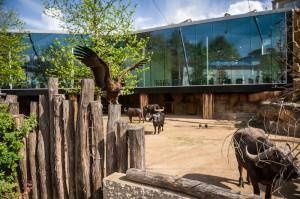De nouvelles installations au zoo d'Anvers