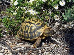 Cinq tortues bloquent un chantier varois