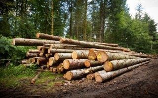 28 millions d'euros consacrés à la filière forêt-bois