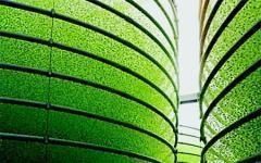 Des biocarburants à base de micro-algues à La Réunion