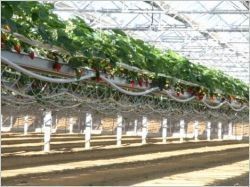 Des serres qui produisent des fraises, des framboises et du courant électrique