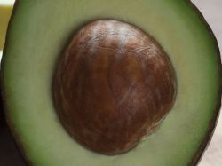 Le noyau d'avocat : quand le pépin devient solution (de chauffage)