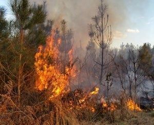 Le cercle vicieux des feux de forêt et du réchauffement climatique