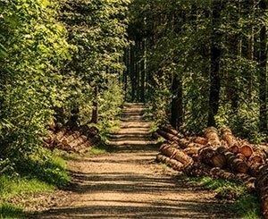 Le bois de Chartreuse désormais AOC, une première pour la filière