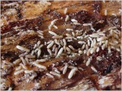 Le site de l'Observatoire National Termites fait peau neuve