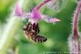 Une oeuvre d'art sur le thème de l'abeille pour unir biodiversité et changement climatique