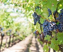 Après le Bordelais, les frères Bouygues acquièrent un grand vin de Loire bio