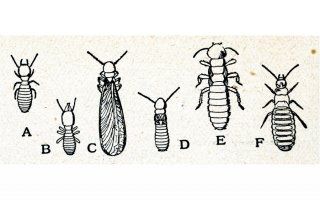 Lutte contre les termites : la révision du maillage ne fait pas consensus