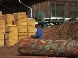 Quel avenir pour la filière bois en 2014 ?