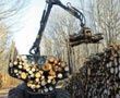 Energie : la recherche planche sur le bois