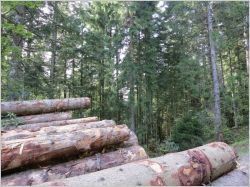 Traitement phytosanitaire : la filière bois tire la sonnette d'alarme
