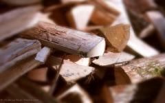 Quelle place pour la filière bois dans l'économie de demain ?