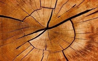 Un plan sur dix ans pour soutenir la filière forêt-bois