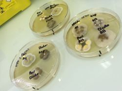 Un bio-détecteur pour lutter contre les moisissures