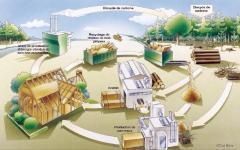 Le projet de la filière bois pour relancer son économie